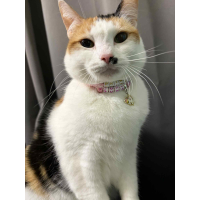 Hondenketting en kattenketting