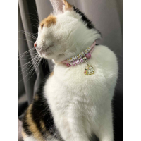 Hondenketting en kattenketting