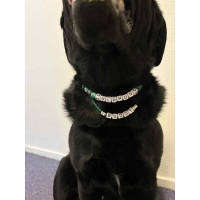 Hondenketting en kattenketting